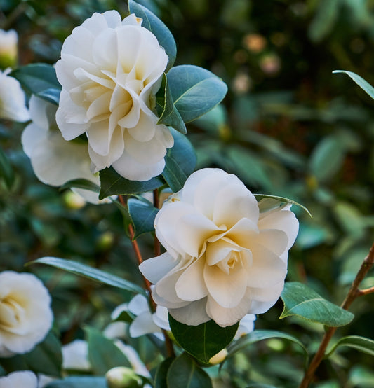 NatureNest - Buisson de camélia 'Rose du Japon' XL x 1 Blanc