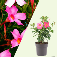Dipladenia sanderi (Mandevilla roze) | set van 3, klimplant voor balkon en terras