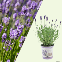 2 Blauwe Lavendelplanten ‘Lavandula angustifolia’ in Sierpot Ø13 cm ↕20 cm