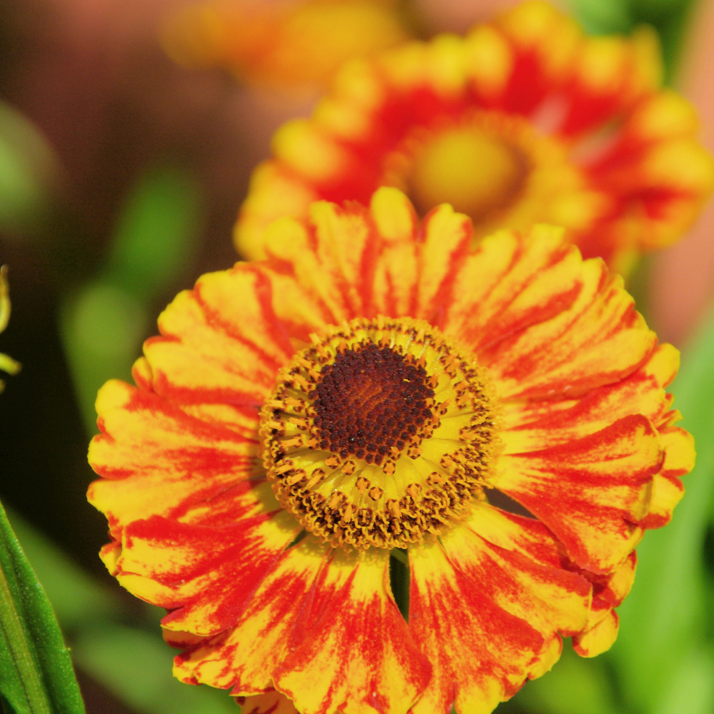 3 Zonnekruid ‘Helenium Moerheim Beauty’ Ø9 cm ↕15 cm