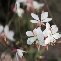 3 Prachtkaars ‘Gaura lindheimeri’ Ø9 cm ↕15 cm