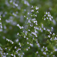 3 Kattenkruid ‘Nepeta faassenii’ Ø9 cm ↕15 cm