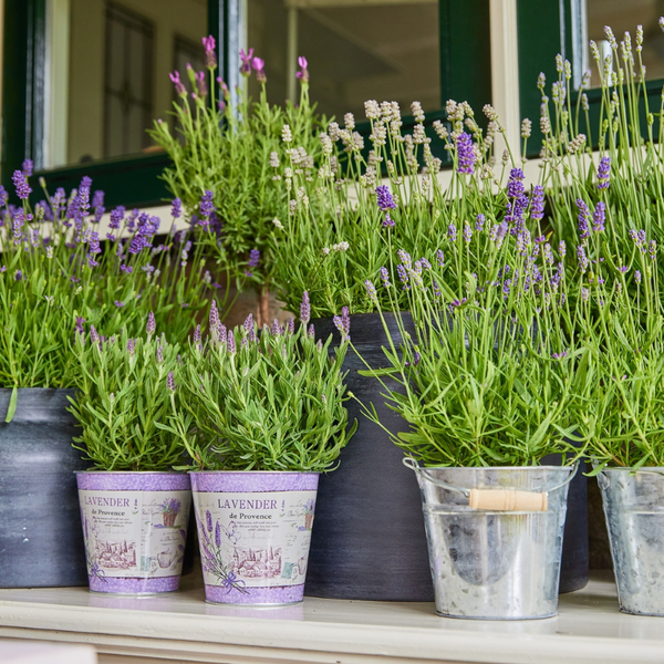 3 Blauwe Lavendelplanten ‘Lavandula angustifolia’ Ø12 cm ↕20 cm