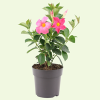 Dipladenia sanderi (Mandevilla roze) | set van 3, klimplant voor balkon en terras