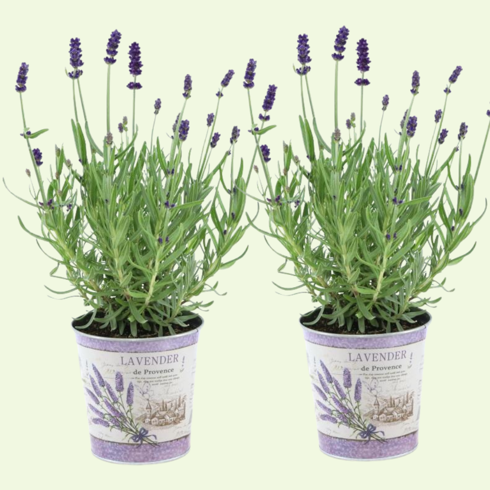 2 Blauwe Lavendelplanten ‘Lavandula angustifolia’ in Sierpot Ø13 cm ↕20 cm