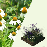 NatureNest Border Package Bianca