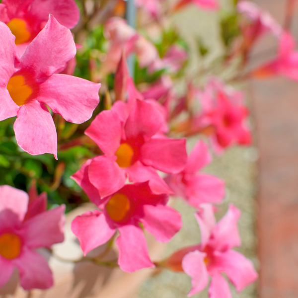 Dipladenia sanderi (Mandevilla roze) | set van 3, klimplant voor balkon en terras