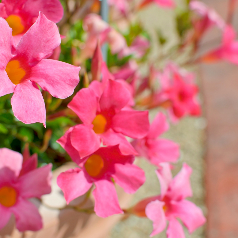 Dipladenia sanderi (Mandevilla roze) | set van 3, klimplant voor balkon en terras