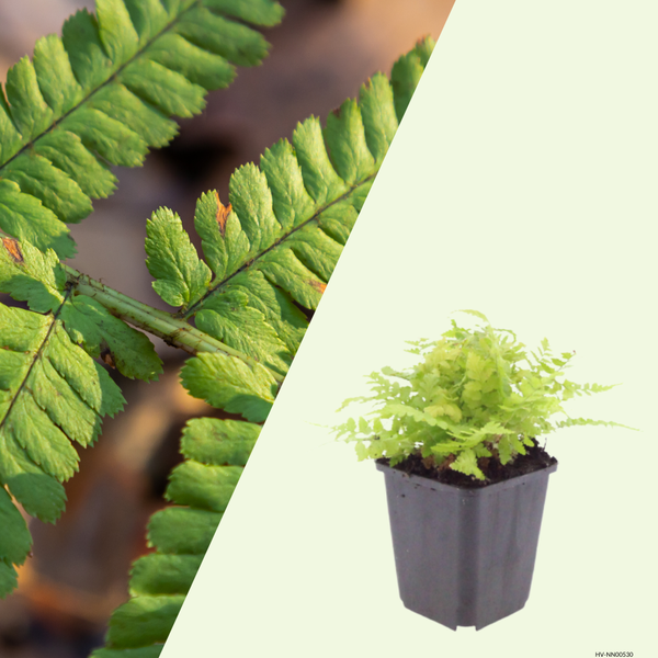 Dryopteris filix-mas (Mannetjesvaren) set van 3, Voor schaduwrijke plekken