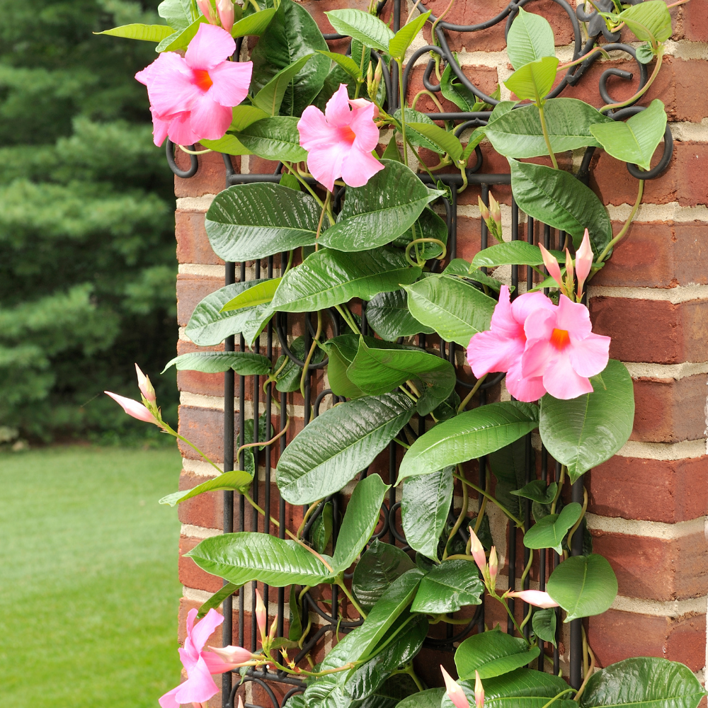 Dipladenia sanderi (Mandevilla roze) | set van 3, klimplant voor balkon en terras