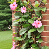 Dipladenia sanderi (Mandevilla roze) | set van 3, klimplant voor balkon en terras