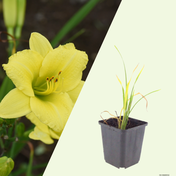 3  Daglelie ‘Hemerocallis Stella de Oro’ Ø9 cm ↕15 cm