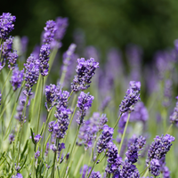 2 Blauwe Lavendelplanten ‘Lavandula angustifolia’ in Sierpot Ø13 cm ↕20 cm