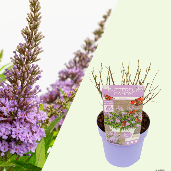 Buddleja Butterfly Candy Little Lila (Vlinderstruik) Zachtlila bloei voor terras