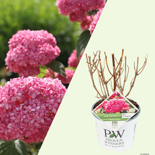 Hydrangea arborescens Pink Annabelle (Hortensia) Roze bolbloemen voor border en tuin