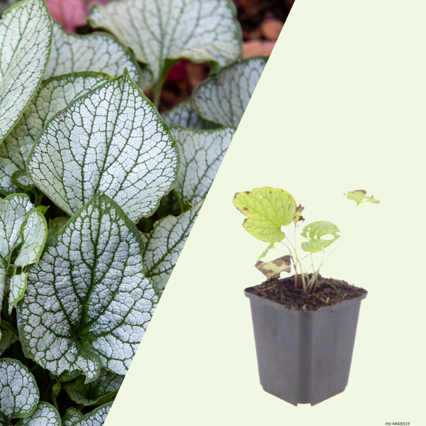 Brunnera macrophylla 'Jack Frost' (Kaukasische vergeet-mij-nietje) Schaduwplant