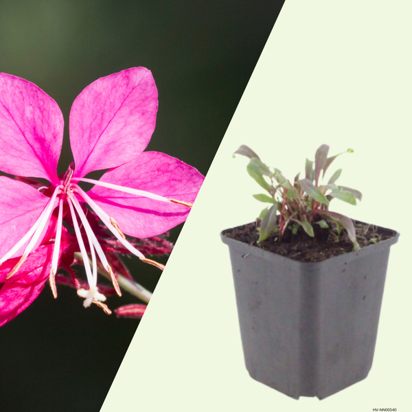 3 Prachtkaars ‘Gaura lindheimeri Siskiyou Pink’ Ø9 cm ↕15 cm