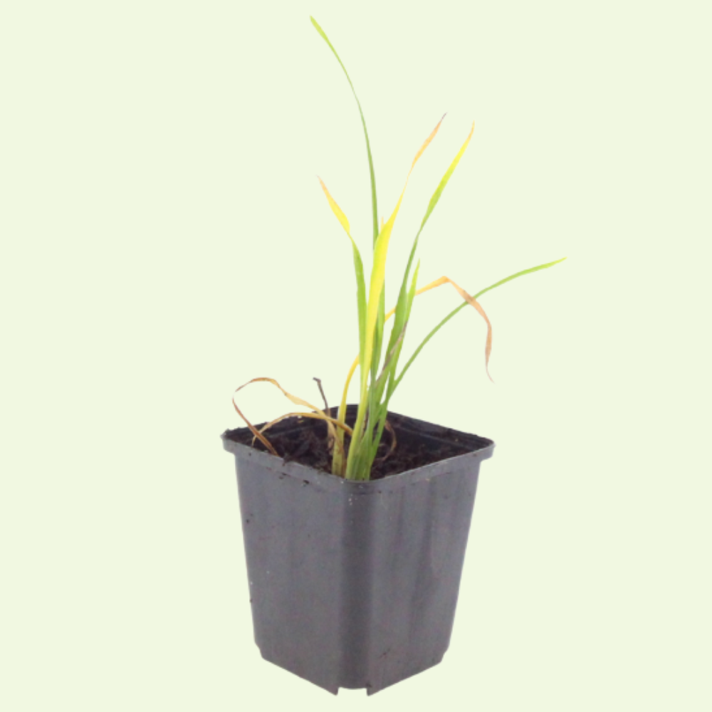 3  Daglelie ‘Hemerocallis Stella de Oro’ Ø9 cm ↕15 cm