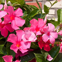 Dipladenia sanderi (Mandevilla roze) | set van 3, klimplant voor balkon en terras