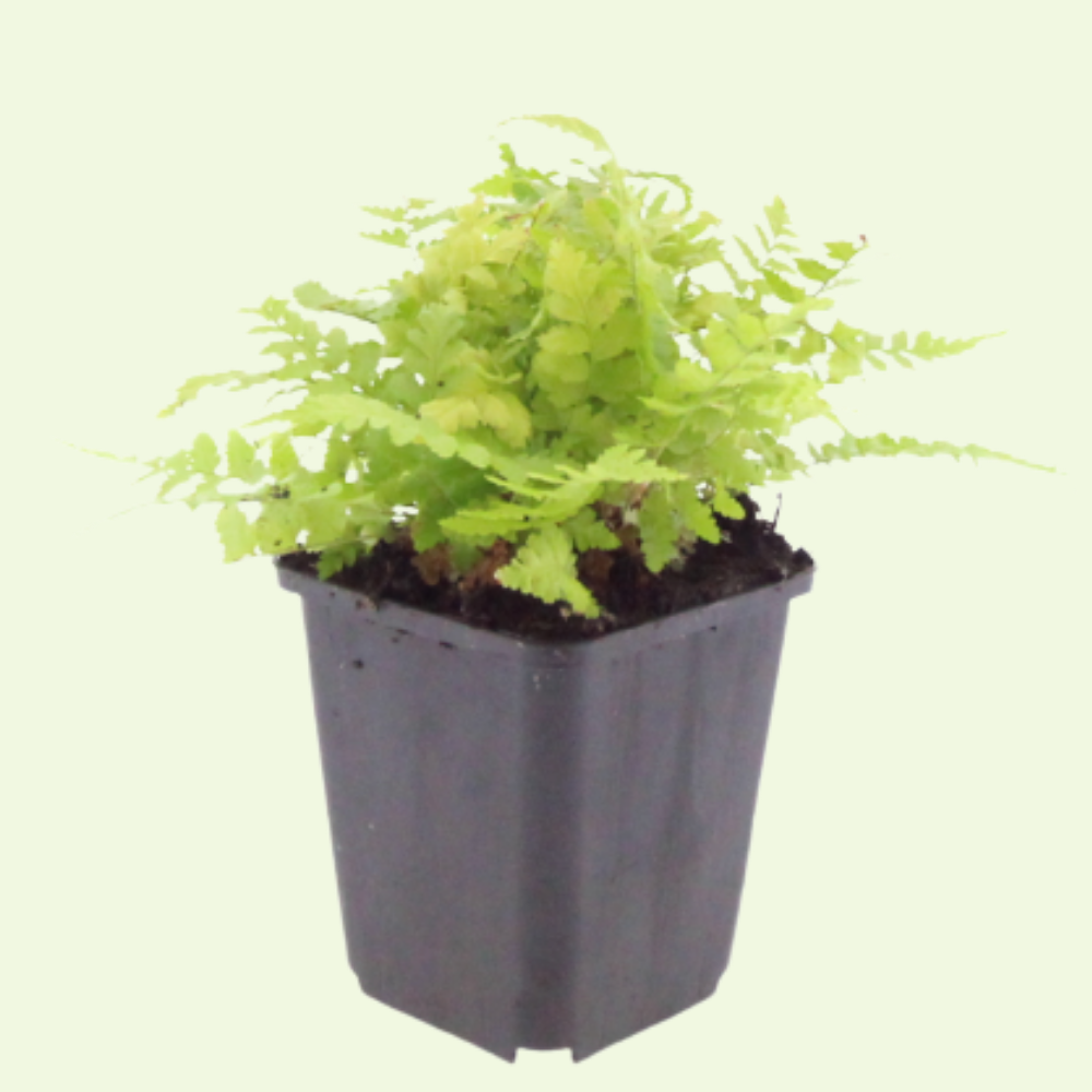 Dryopteris filix-mas (Männlicher Farn), 3er-Set, für schattige Plätze