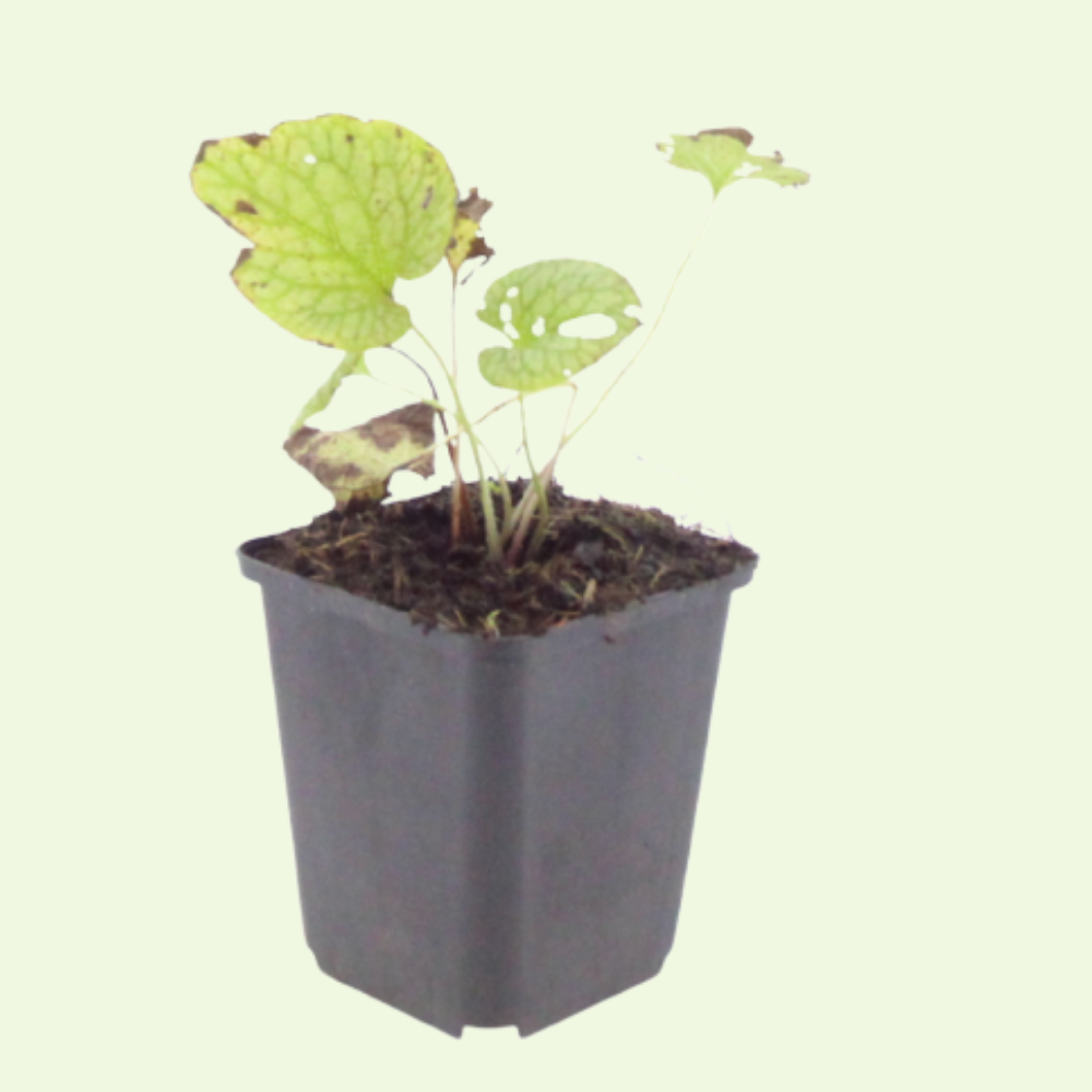 Brunnera macrophylla 'Jack Frost' (Kaukasische vergeet-mij-nietje) Schaduwplant