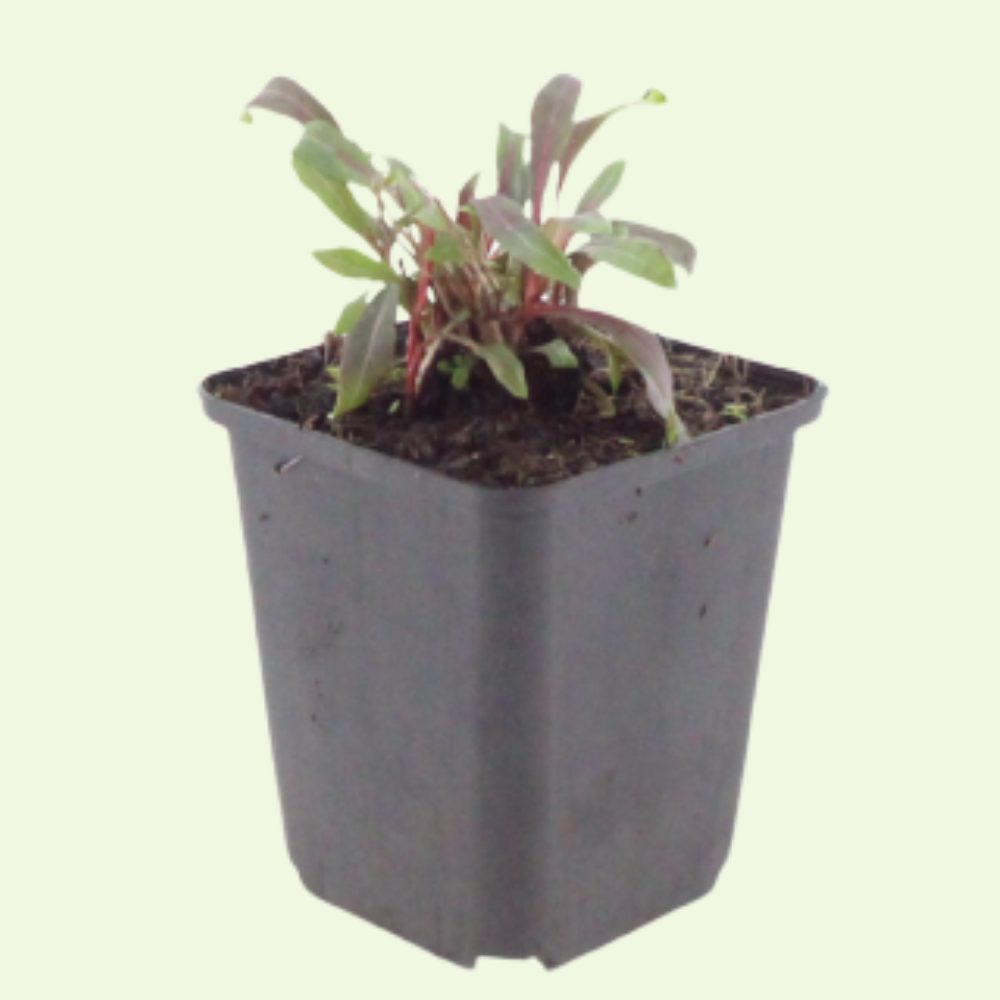 3 Prachtkaars ‘Gaura lindheimeri Siskiyou Pink’ Ø9 cm ↕15 cm