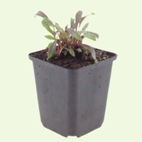 3 Prachtkaars ‘Gaura lindheimeri Siskiyou Pink’ Ø9 cm ↕15 cm