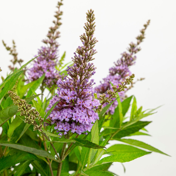 Buddleja Butterfly Candy Little Lila (Vlinderstruik) Zachtlila bloei voor terras