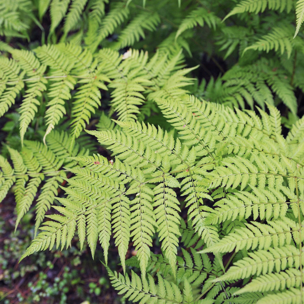 Dryopteris filix-mas (Mannetjesvaren) set van 3, Voor schaduwrijke plekken