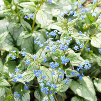 Brunnera macrophylla 'Jack Frost' (Kaukasische vergeet-mij-nietje) Schaduwplant
