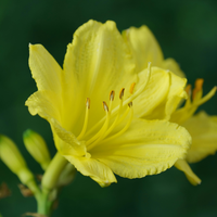 3  Daglelie ‘Hemerocallis Stella de Oro’ Ø9 cm ↕15 cm
