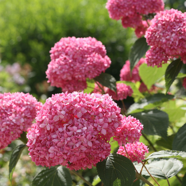 Hydrangea arborescens Pink Annabelle (Hortensia) Roze bolbloemen voor border en tuin