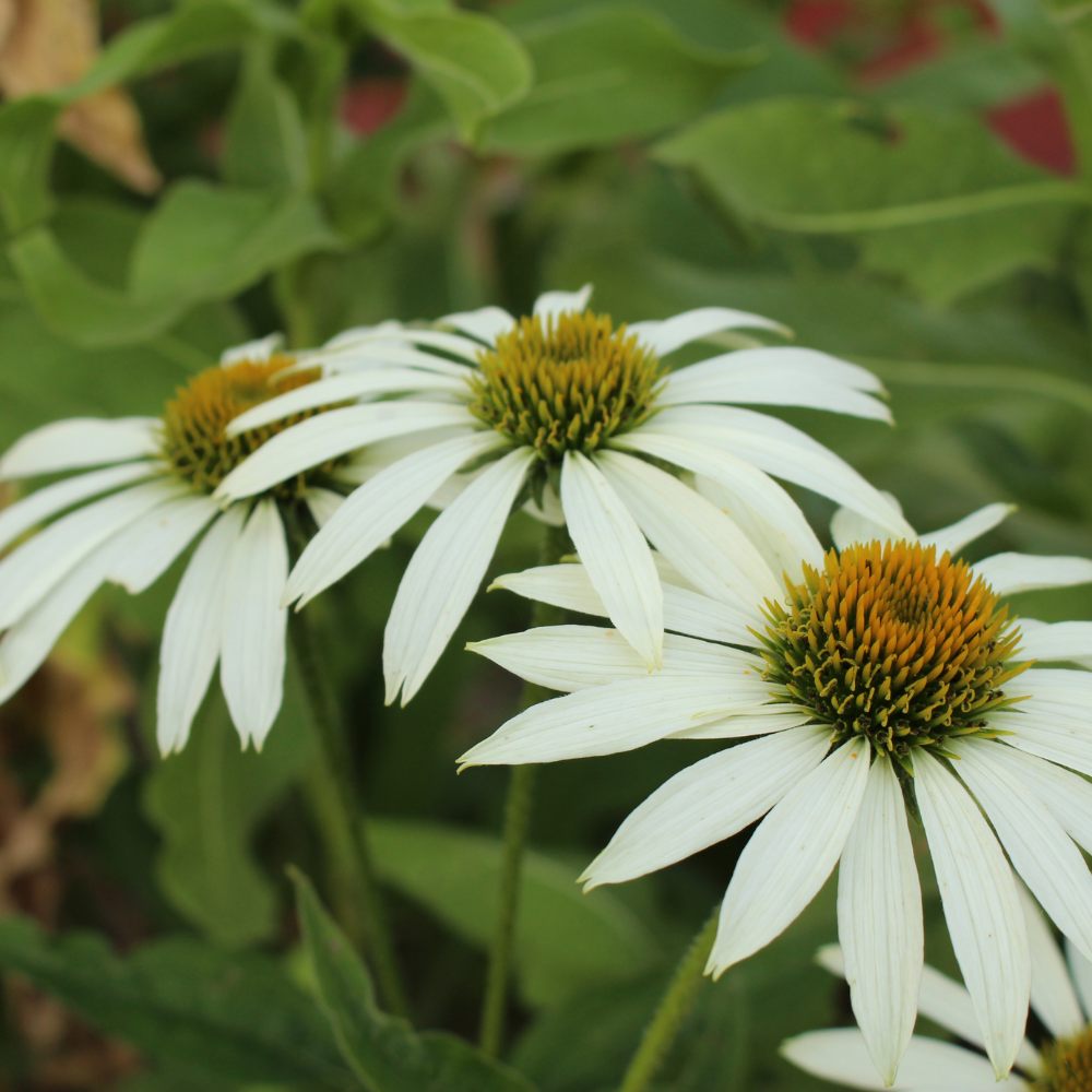 NatureNest Border Package Bianca