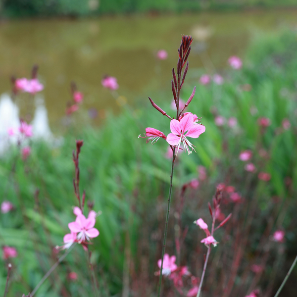 3 Prachtkaars ‘Gaura lindheimeri Siskiyou Pink’ Ø9 cm ↕15 cm