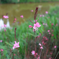 3 Prachtkaars ‘Gaura lindheimeri Siskiyou Pink’ Ø9 cm ↕15 cm