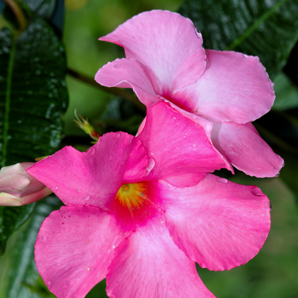 Dipladenia sanderi (Mandevilla roze) | set van 3, klimplant voor balkon en terras
