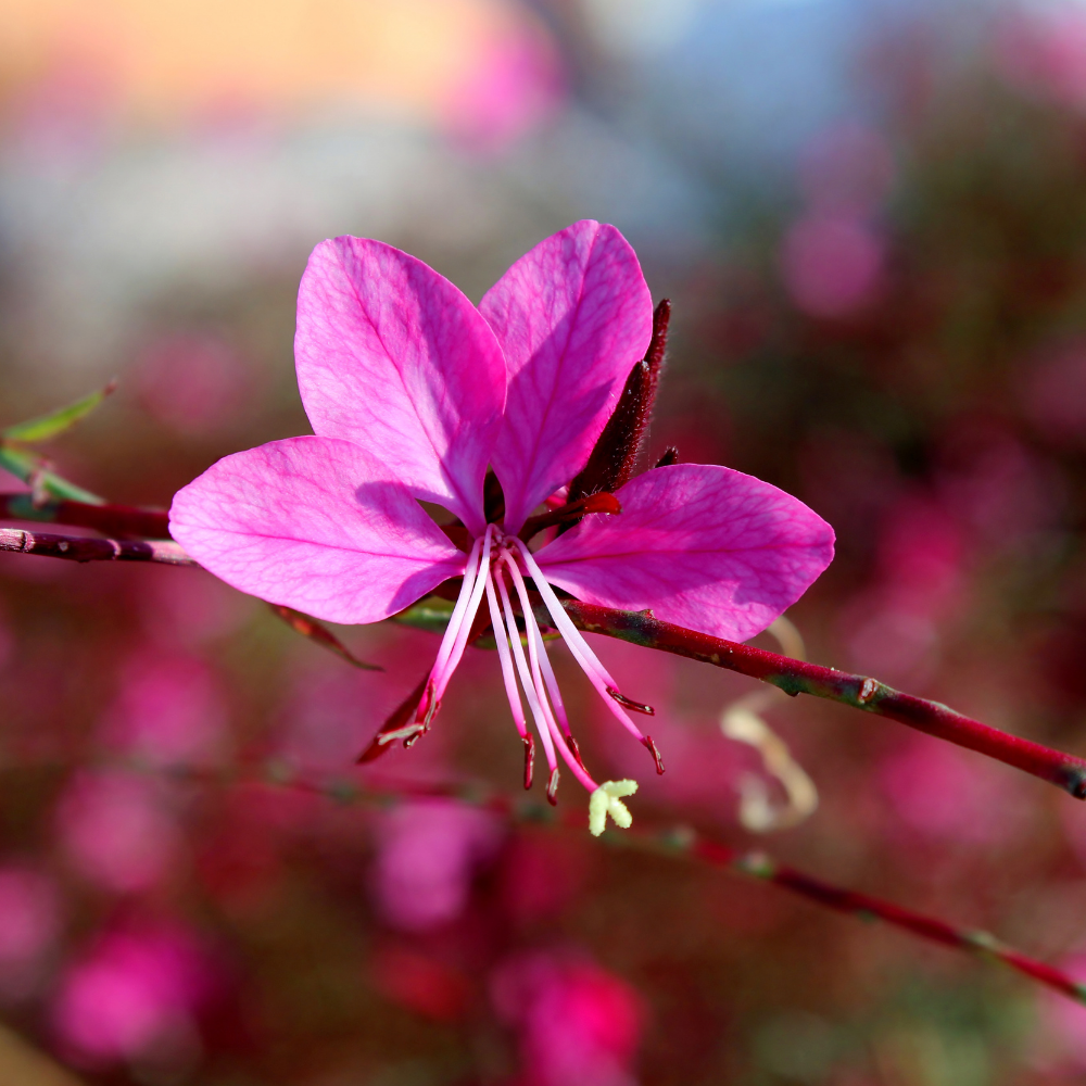 3 Prachtkaars ‘Gaura lindheimeri Siskiyou Pink’ Ø9 cm ↕15 cm