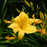 3  Daglelie ‘Hemerocallis Stella de Oro’ Ø9 cm ↕15 cm