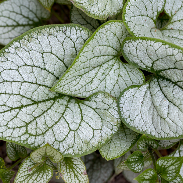 Brunnera macrophylla 'Jack Frost' (Kaukasische vergeet-mij-nietje) Schaduwplant