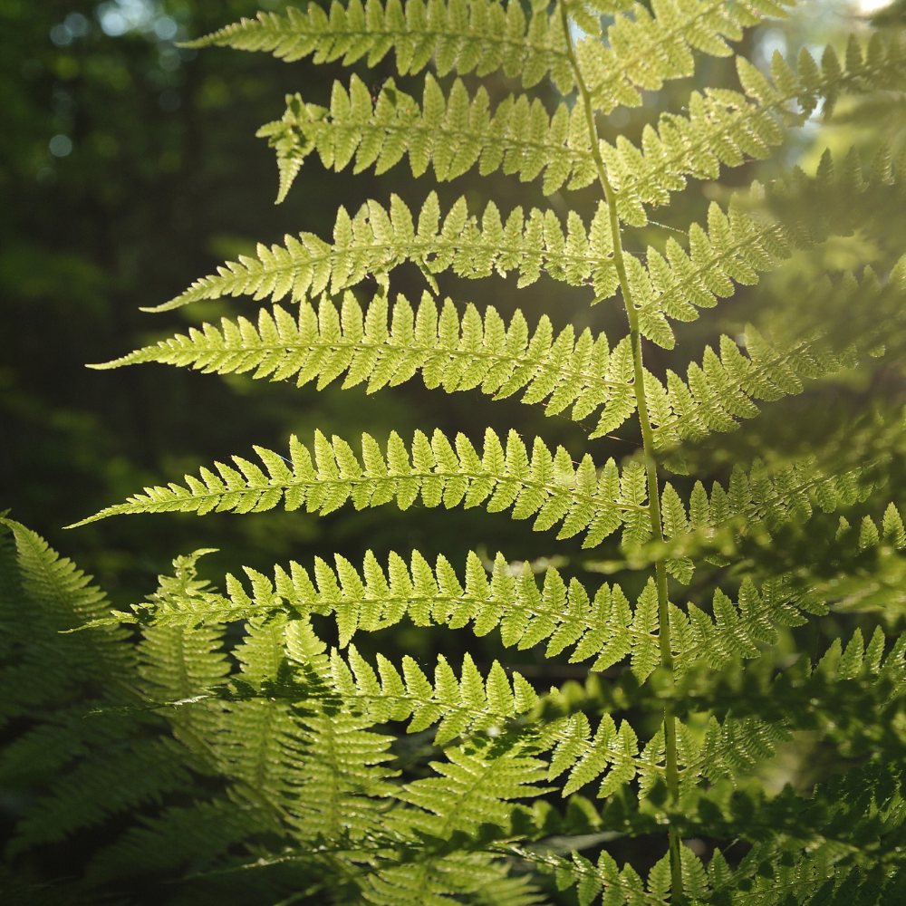 Dryopteris filix-mas (Männlicher Farn), 3er-Set, für schattige Plätze