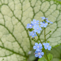 Brunnera macrophylla 'Jack Frost' (Kaukasische vergeet-mij-nietje) Schaduwplant