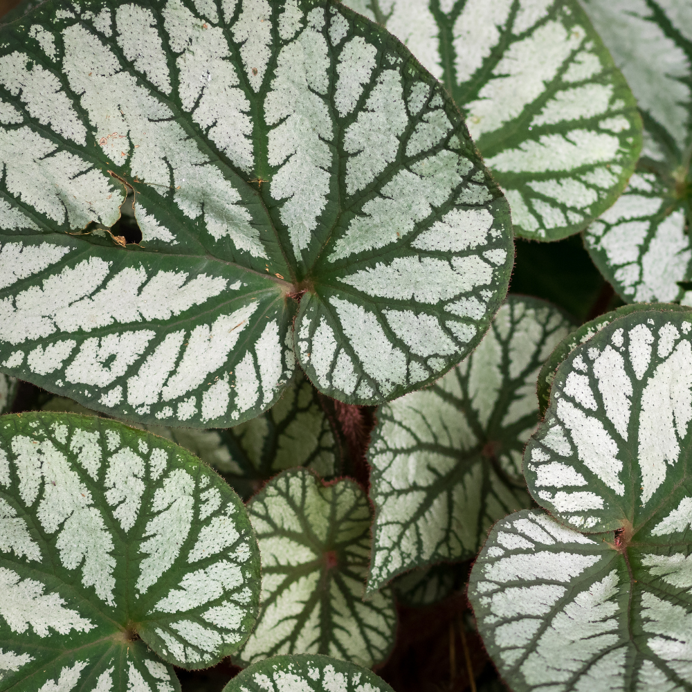 Brunnera macrophylla 'Jack Frost' (Kaukasische vergeet-mij-nietje) Schaduwplant