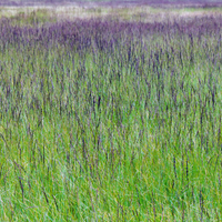 NatureNest Border Package Bianca