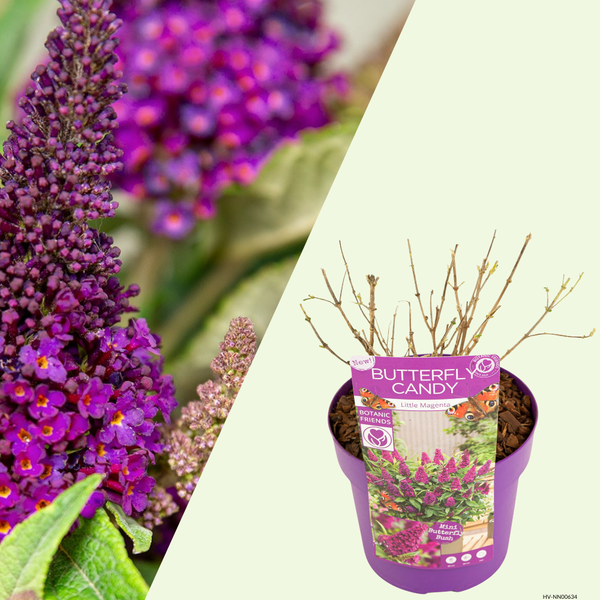Buddleja Butterfly Candy Little Magenta (Vlinderstruik) Diepmagenta bloemen rijkbloeiend