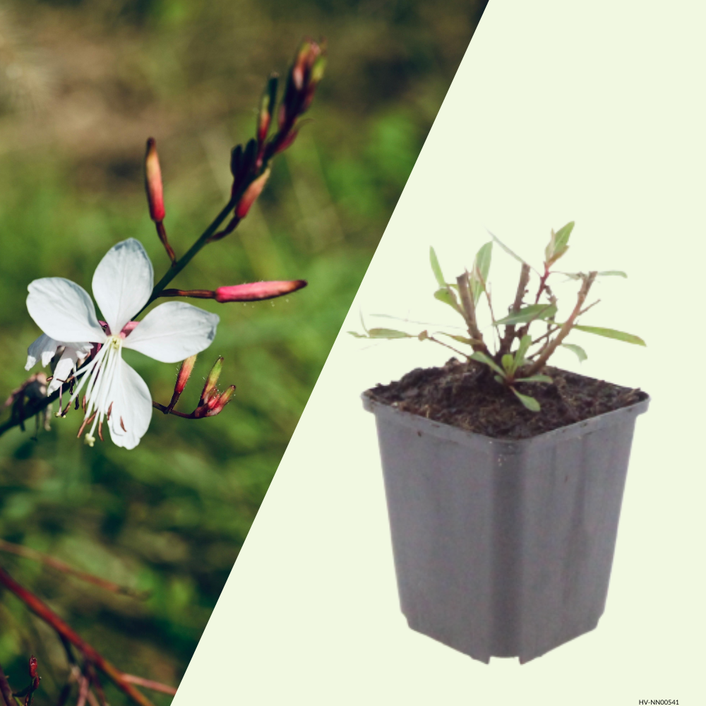 3 Prachtkaars ‘Gaura lindheimeri Whirling Butterflies’ Ø9 cm ↕15 cm