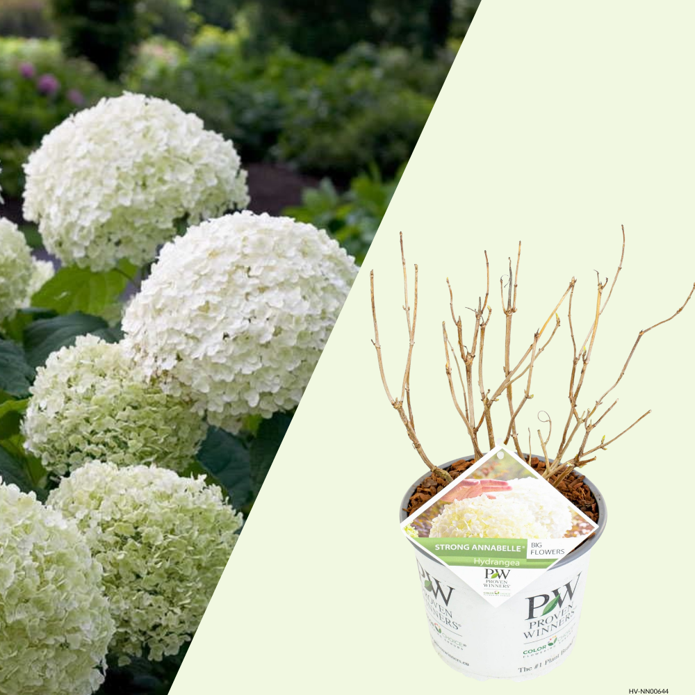 1 Hydrangea arborescens Strong Annabelle (Hortensia) Extra stevige witte bloemen