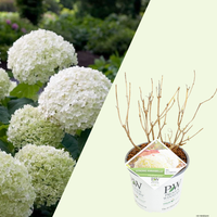 1 Hydrangea arborescens Strong Annabelle (Hortensia) Extra stevige witte bloemen