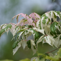 3 Japanse Esdoorn ‘Acer palmatum Butterfly’ Ø10,5 cm ↕20 cm