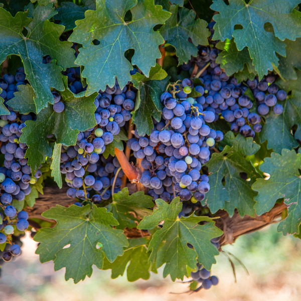 Vitis Vinifera (Druif) - Set van 3