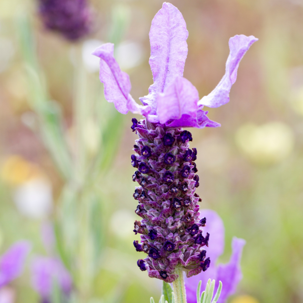Set of 2 French lavender plants on stem in decorative pot 'Deluxe' | 2 x Ø15 cm - ↕50 cm